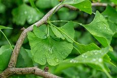 Miłorząb japoński (Ginkgo biloba) - drzewo o charakterystycznych wachlarzowatych listkach - wykorzystuje się m.in. w leczeniu chorób sercowo-naczyniowych. 