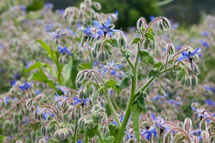 Dzięki ciekawym niebieskim kwiatom ogórecznik jest uprawiany także jako roślina ozdobna. 