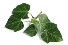 Bluszcz pospolity jest gatunkiem wiecznie zielonego pnącza należącego do rodziny araliowatych. Chociaż jest rośliną trującą, znajduje szerokie zastosowanie w ziołolecznictwie. Fot. Adobe Stock.